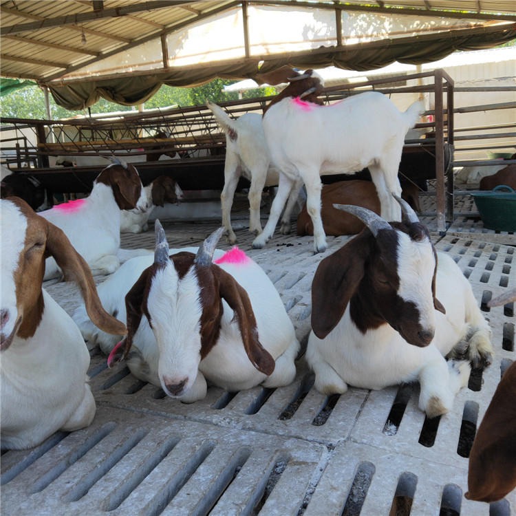 波尔山羊羊羔价格-波尔山羊批发-支持视频挑选-龙翔养殖