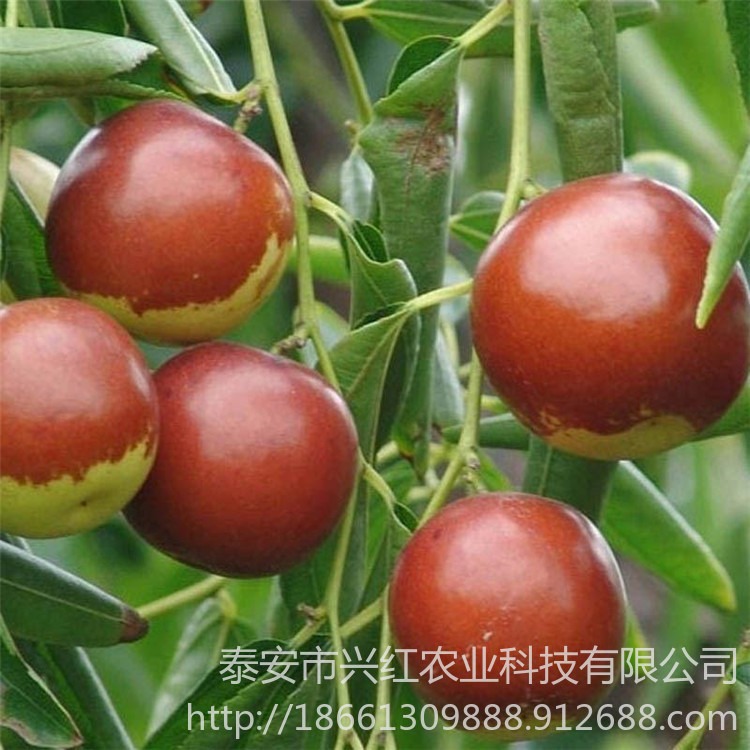 早熟枣树苗价格 枣树苗适合南北方种植 枣树苗量大从优图片