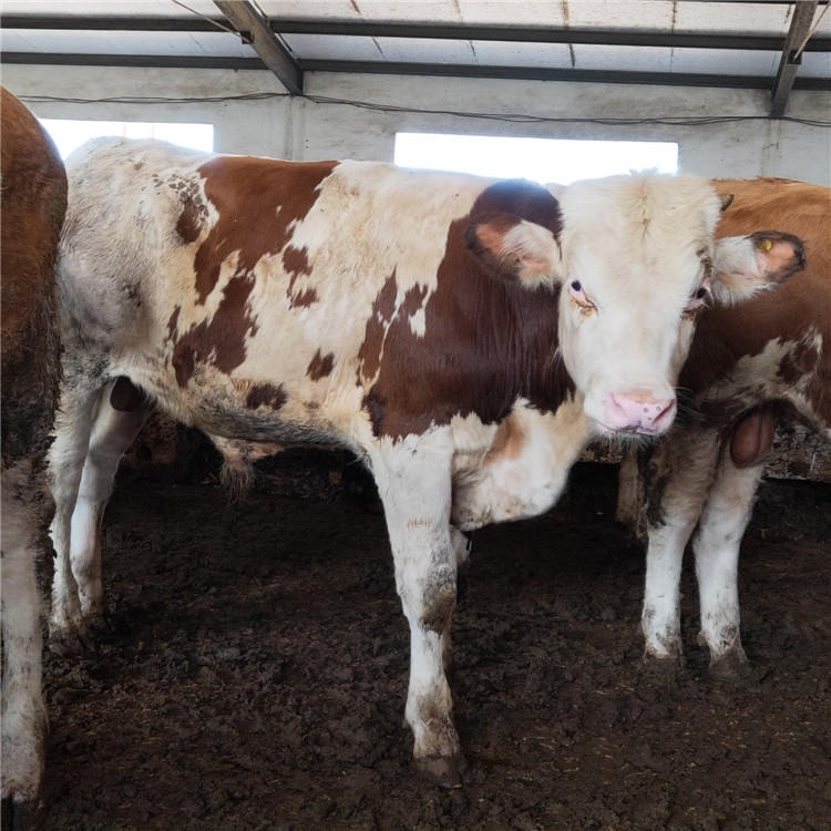 西门塔尔-利木赞牛-种牛殖技术-西门塔尔种牛养殖场-龙翔牧业图片