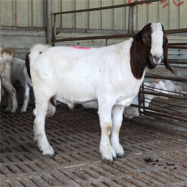 龙翔种羊养殖场出售 纯种波尔山羊 白山羊羊羔批发 波尔山羊价格图片