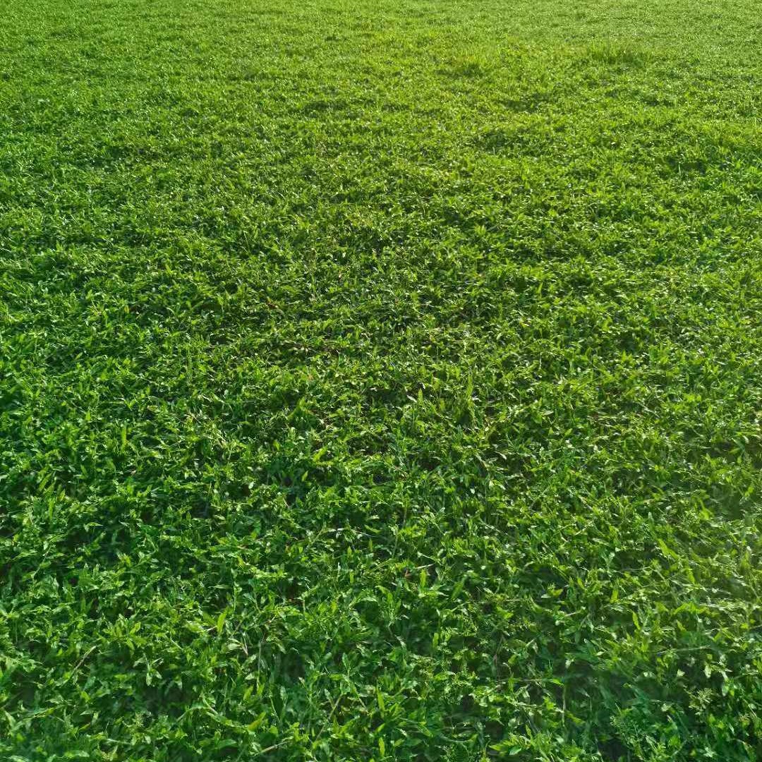 广东大叶油草现货基地直发货泥土厚质量保证大叶油草 草坪 草皮 庭院专用图片