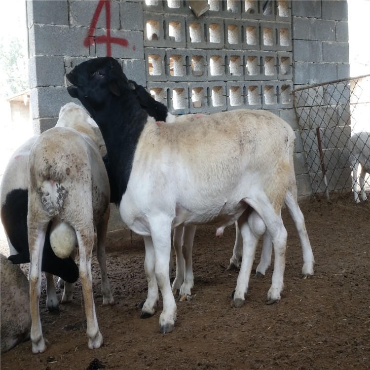 杜泊羊活羊现货出售 纯黑头杜泊羊4-6月龄羊羔 东北杜泊羊养殖场