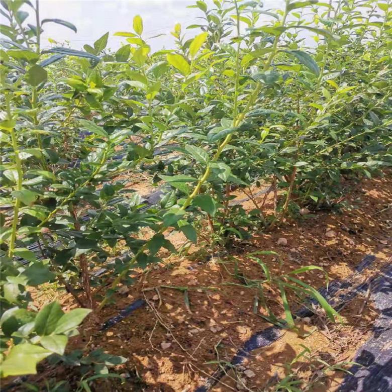 莱格西蓝莓苗 交易种植基地美登蓝莓苗 亿通苗木一级代理 