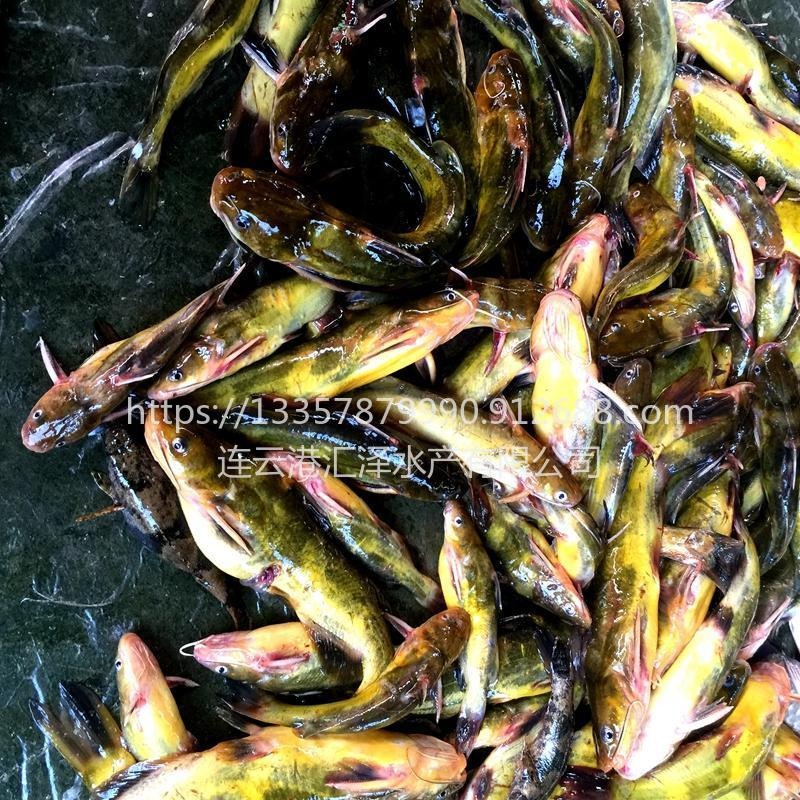 优质黄颡鱼苗低价低 全国包发货