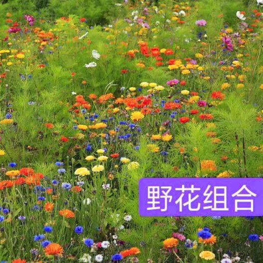 博伦野花组合种子批发-根据场景配置野花组合种子四季开花 耐热野花组合图片