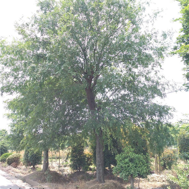 朴树公园绿化苗木这里有 千喜苗木常年移植丛生朴树 独杆沙朴 规格多