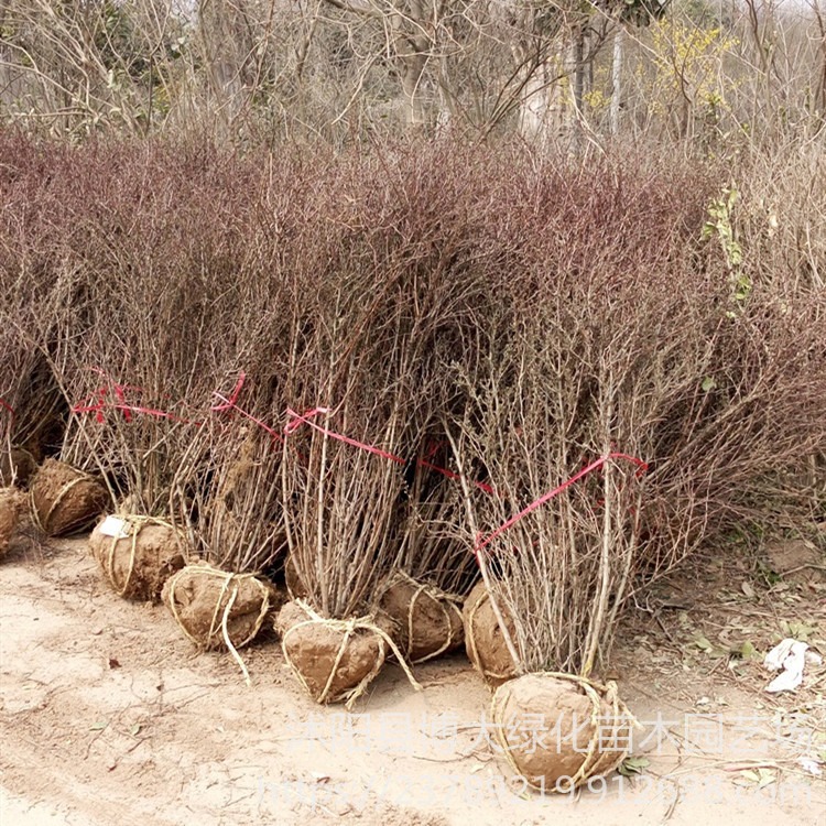 红叶小檗 80冠幅红叶小檗球价格 球形饱满 绿化工程苗木