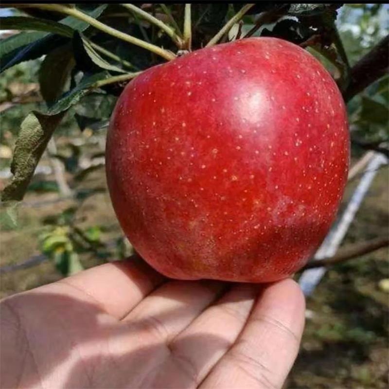 1公分早熟苹果苗批发 晚熟苹果苗免套袋 3公分矮化苹果树价格 苹果原生苗
