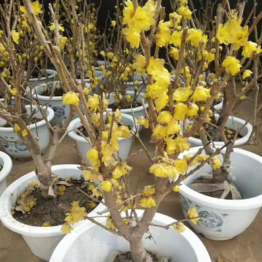 出售 盆栽花卉 腊梅树苗 腊梅花苗价格 仟花轩
