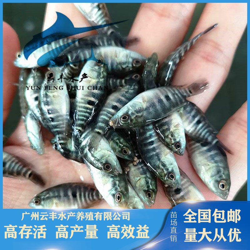 出售优良品种石斑鱼苗 淡水养殖花斑鱼苗 防城港珍珠斑鱼苗图片