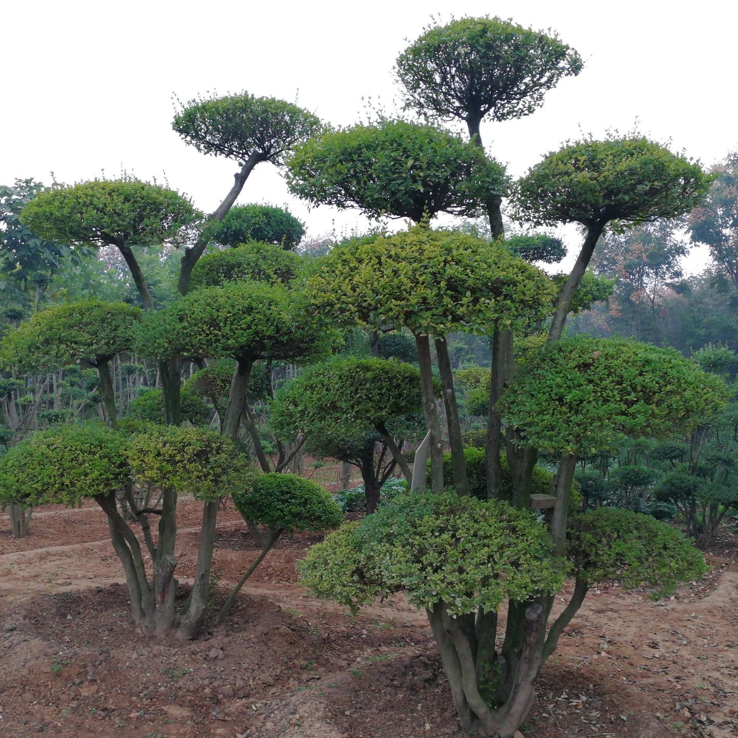 鄢陵县梦宇花木园的小叶女贞造型树种植方法
