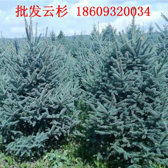 云杉苗圃批发-1米1.5米2米甘肃云杉绿化树苗价格
