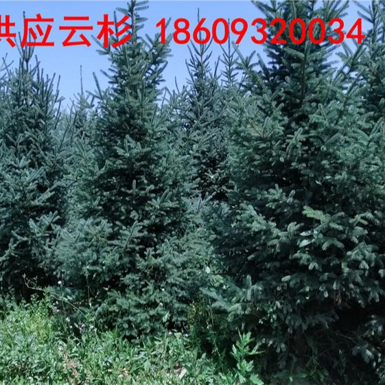 云杉树1.5米2.5米3.5米批发价格