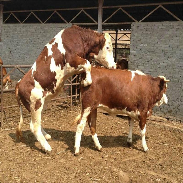 鲁西黄牛种牛犊 杂交黄牛养殖 改良黄牛价格 小黄牛批发图片