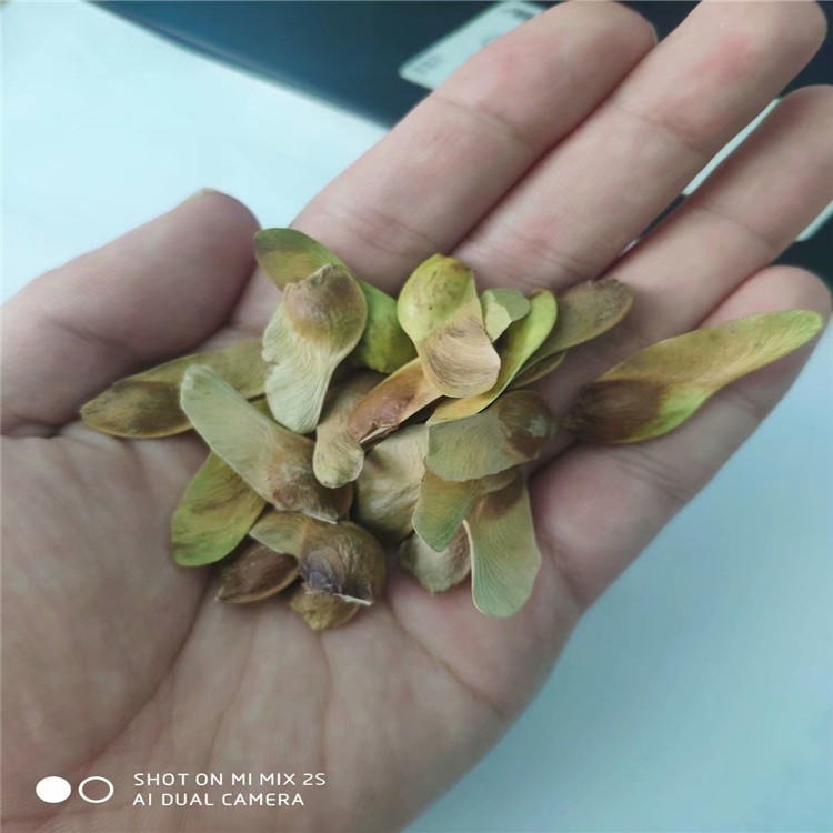 辽北原产五角枫种子树籽胚芽鲜活出芽速度快