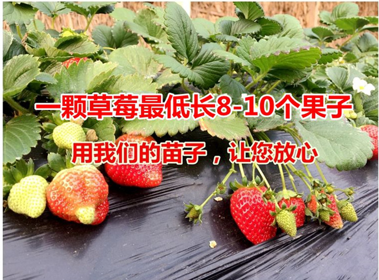 适合南北方种植天仙醉草莓 红袖添香草莓 抗旱抗涝 保证成活率示例图10