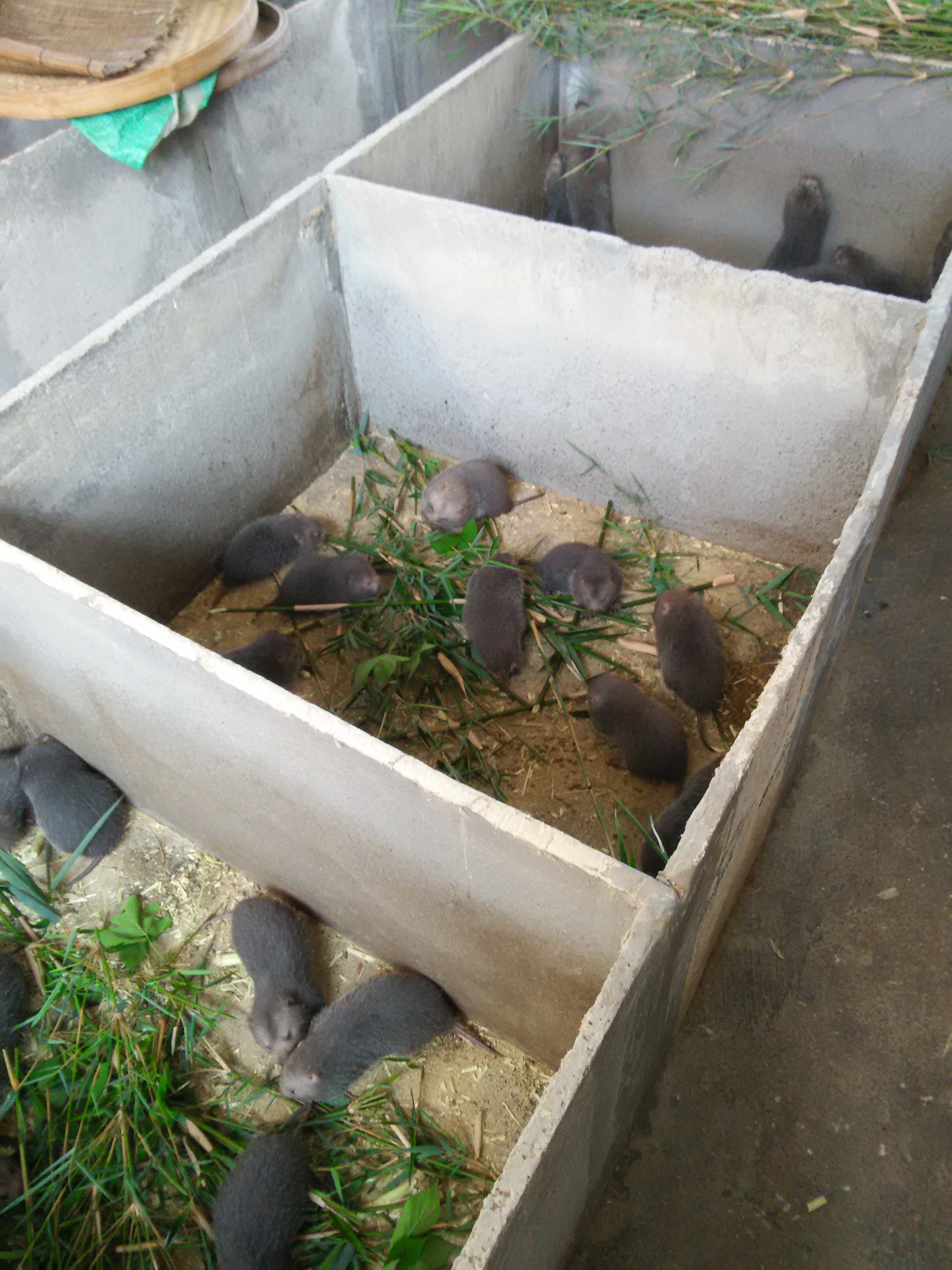 竹鼠养殖技术竹鼠种苗竹鼠养殖基地260一对包邮包技术