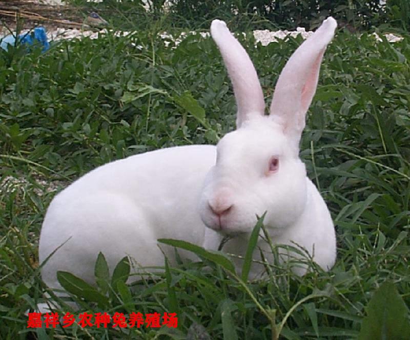 兔子伊高乐品种特征图片